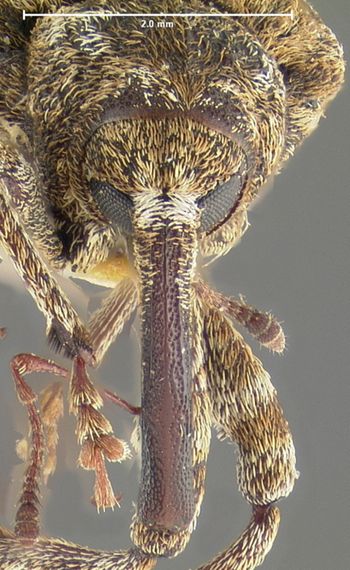 Media type: image;   Entomology 25232 Aspect: head frontal view